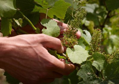 Fradé Wine - Az. Agr. Piaggi Francesco — foto 7